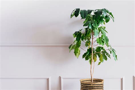 9 Unusual Houseplants to Grow