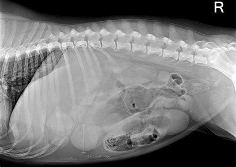 Dog Abdominal X Ray Positioning at Amy Dieter blog