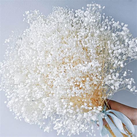 Amazon.com: Dried Baby's Breath Flowers Bouquet - 3500+ Pure White Dry ...