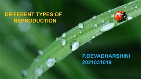 Image result for Insect Sexual Reproduction