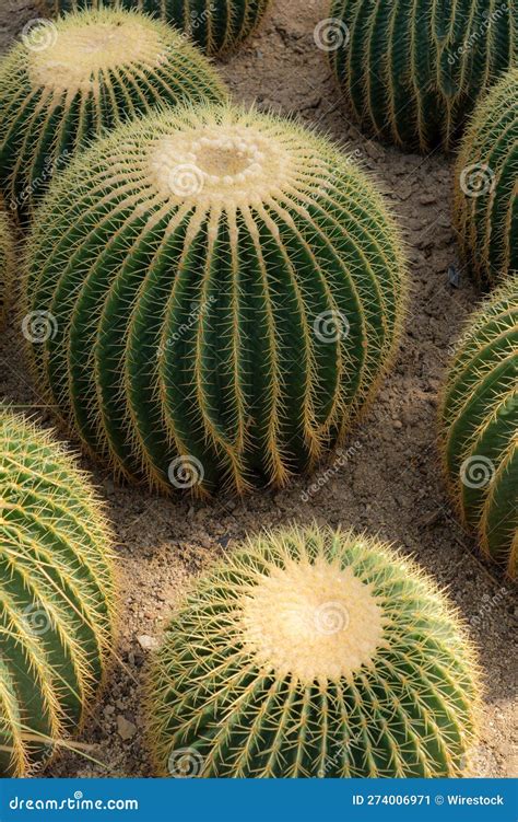 Group of Cacti on the Earth in Their Natural Habitat, Surrounded by ...