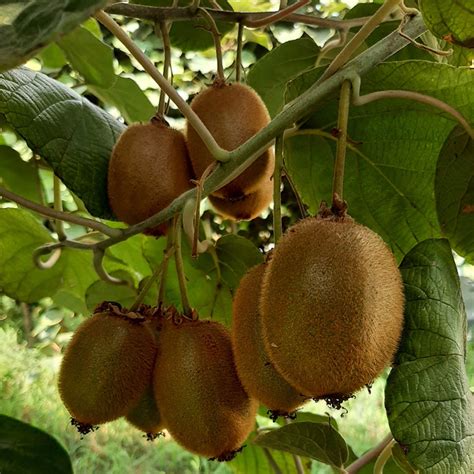 NovaFruit - Kiwifruits Novafruit products Actinidia production ...