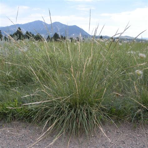 Green Needlegrass - Nassella viridula - Great Basin Seed