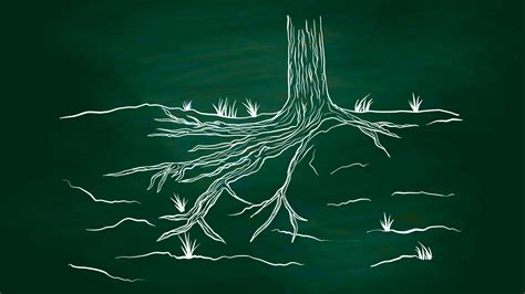 Where the ‘Wood-Wide Web’ Narrative Went Wrong