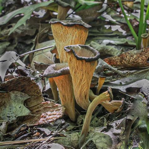 The Forager's Guide to Black Trumpet Mushrooms