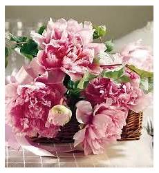 auguri fiori risultati immagini per auguri di buon compleanno con fiori auguri fiori risultati immagini per auguri di buon compleanno con fiori