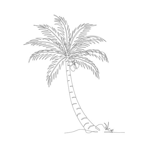 Drawing Of Coconut Tree