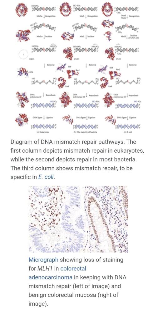 Identified the mismatch pair among the following ? - Brainly.in