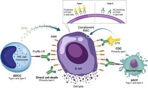 Frontiers | Cutting-edge approaches to B-cell depletion in autoimmune diseases