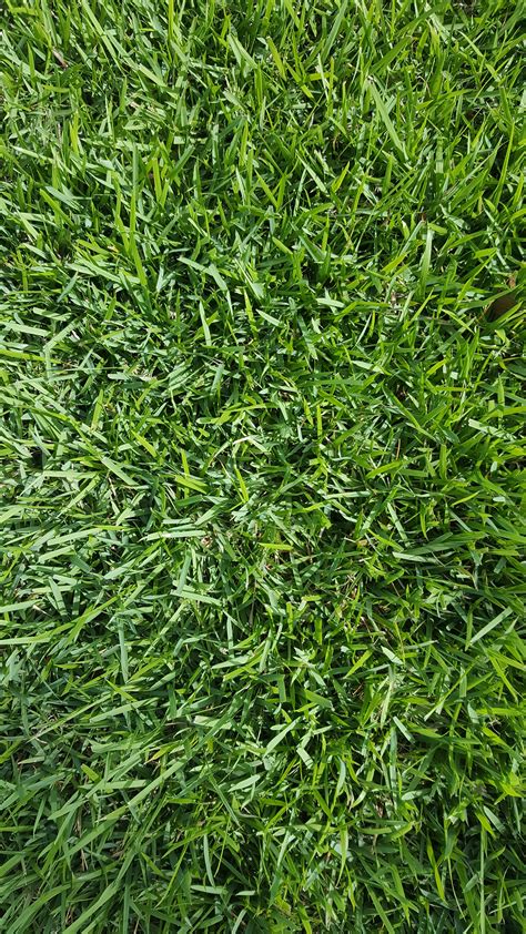 Empire Zoysia Sod Grass in Tampa Bay, Ocala, Florida