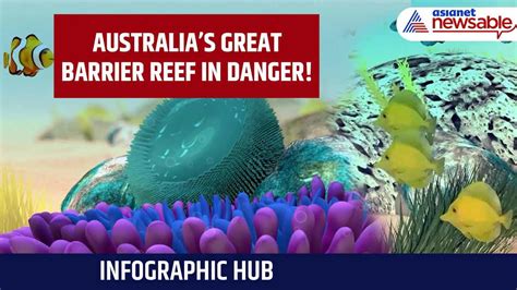 Infographic Hub | Australia’s Great Barrier Reef in DANGER! UN Warns of ...