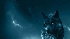 Blue Wolf Wallpaper by Blue Wolf Wallpapers Top Free Blue Wolf Backgrounds Blue Wolf Wallpaper