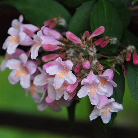 Kolkwitzia Amabilis 'Linnaea Amabilis' Beauty Bush - Available for Sal ...