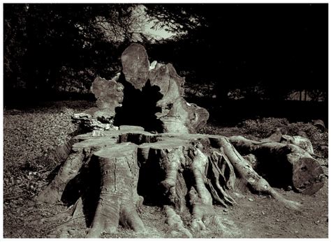 Tree_Old_Age_Fallen_Cut_Big_Young_Forest – சொல்வனம் | இதழ் 358 | 11 ஜன 2026