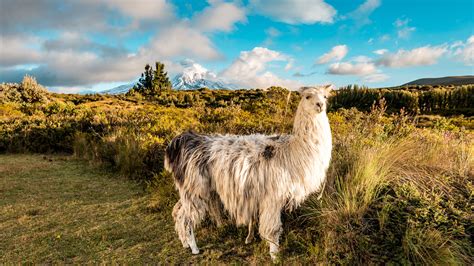 Quito Ecuador National Parks at Rose Hutchinson blog