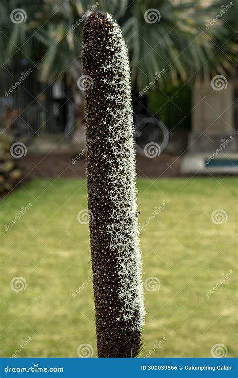Australian Native Grasstree (xanthorrhoea Australis) Flower Spike with Blurred Garden Background ...