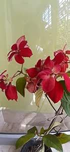 Rare Color Masunda Live Plant (Red) : Amazon.in: Garden & Outdoors