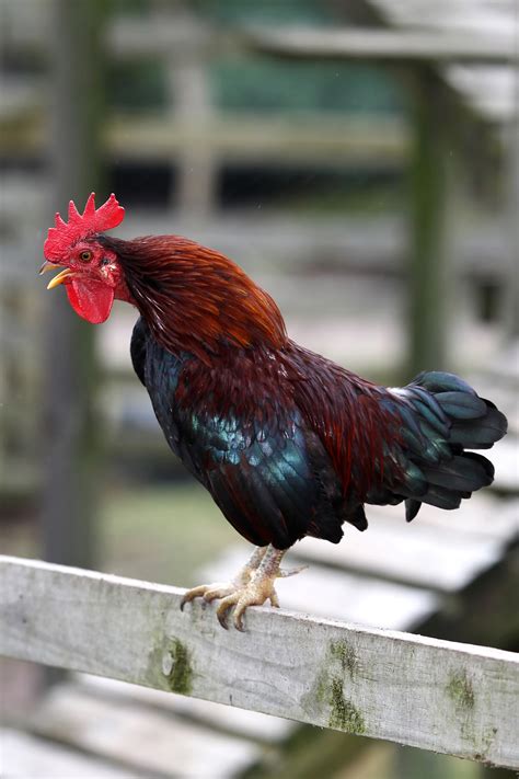 Why Do Roosters Crow?
