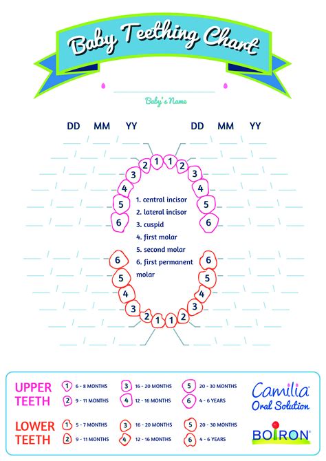 Basic Baby Teething Chart | Templates at allbusinesstemplates.com