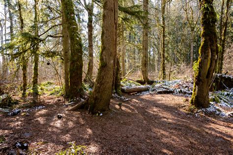 Exploring the New Gnome Trail in Maple Valley - Travelffeine