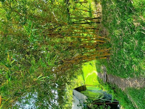 TCHEGERA ISLAND TENTED CAMP, VIRUNGA NATIONAL PARK - Campground Reviews ...