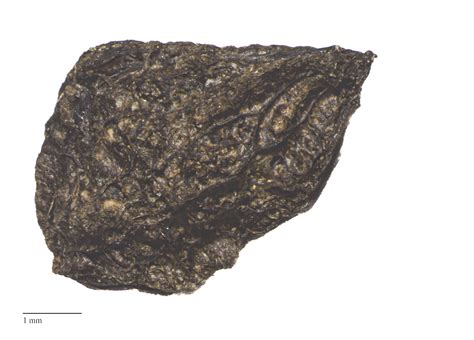 Rauvolfia sandwicensis - Seeds Of Hawaii - family of rauwolfia