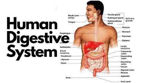Human Digestive System Diagram, Parts and Functions for Class 10
