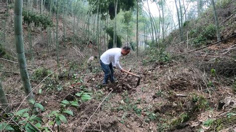 农民正在挖土豆,蔬菜种植,农林渔牧,摄影,汇图网www.huitu.com