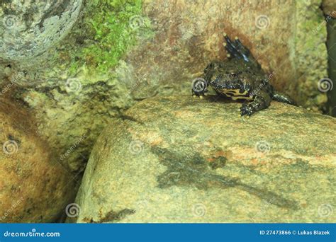 European fire-bellied toad stock photo. Image of european - 27473866