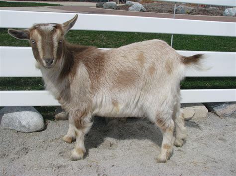 Nigerian Dwarf Goats Full Grown