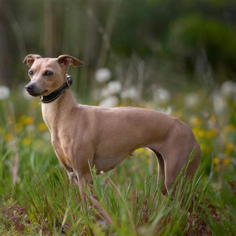 Whippet, características y cuidados del perro valiente y activo que se ...
