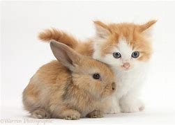 Image result for Cute Baby Wabbits
