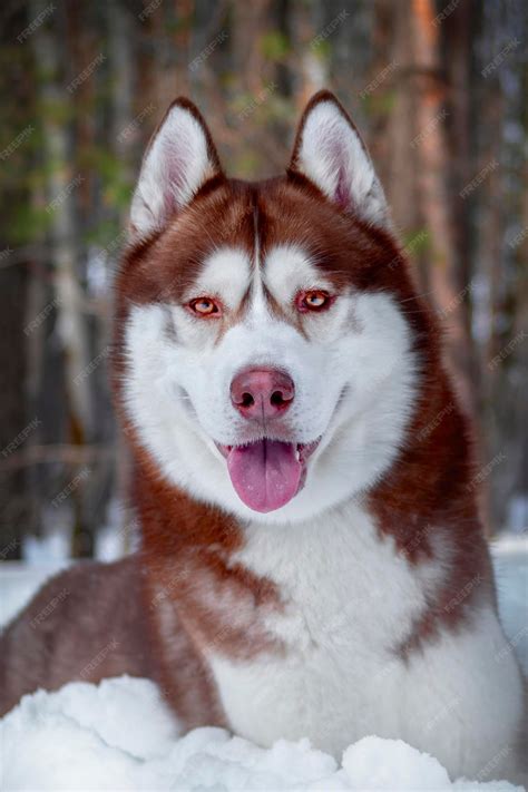 Red Siberian Husky Puppies