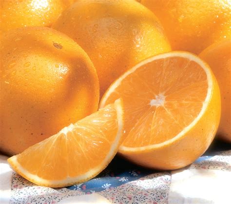 Valencia Oranges from Florida – Bob Roth's New River Groves