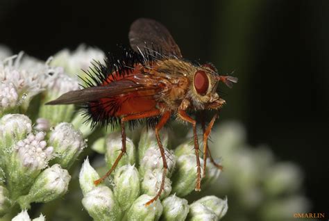 Tachinidae Postscutellum