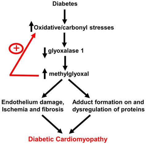 Adeno-Associated Viral Transfer of Glyoxalase-1 Blunts Carbonyl and ...