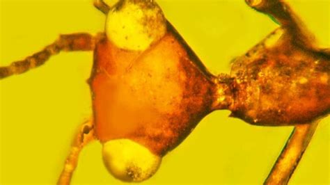 Image result for Alien Looking Bug