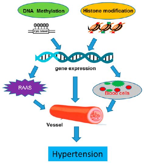 Histone Acetylation Methylation