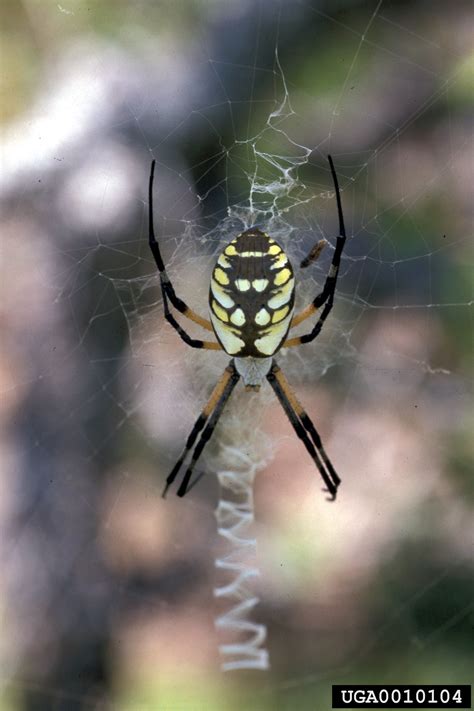 Facts About Black And Yellow Garden Spiders | Fasci Garden