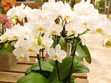 Best Fake Orchid Plants: Lifelike Artificial Orchids for Home Decor