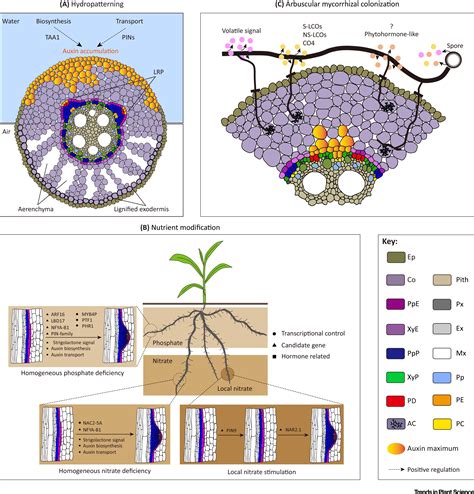Genetic Control of Lateral Root Formation in Cereals: Trends in Plant ...