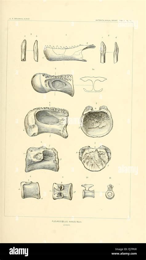 Extinct 的图像结果