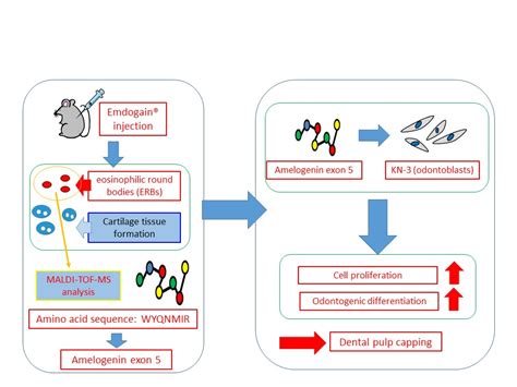 The Enhancing Effects of Amelogenin Exon 5-Encoded Peptide from Enamel ...