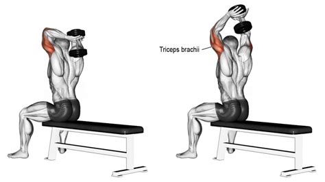 12 Best Long Head Bicep Exercises For Massive Peaks