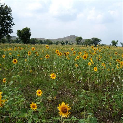 Kamshet | LBB