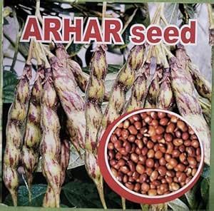 Hybrid arhar dal/Red gram/toor seeds highest yield variety early ...