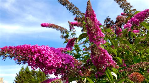 Buddleia (Buddleja) Care Instructions