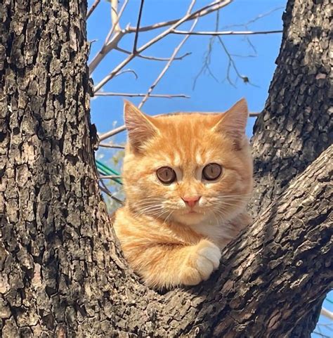 Image result for ScriptPro Pharmacy Automation