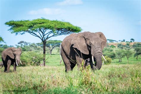 https://eyes4naturesafaris.com/nationalparks/Tanzania-Elephants-at-the-Serengeti-National-Park.jpg
