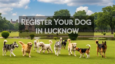 Voter list download: SIR process underway – how to get voter ID online ...